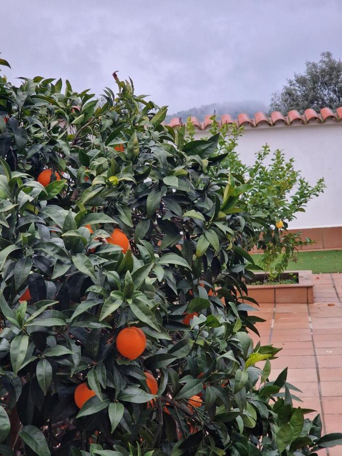 La Casa Del Patio Appartement Zafra Buitenkant foto